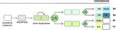 Tracing the Origins of the Pituitary Adenylate-Cyclase Activating Polypeptide (PACAP)